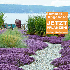 Duftpflanzen
