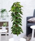 Efeutute am Moosstab ca. 110-120 cm hoch