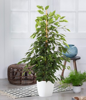 Ficus benjamini 'Exotica' ca. 80-90 cm hoch