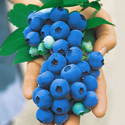 Heidelbeeren