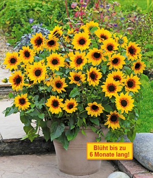 Balkon-Sonnenblume 'SunBelievable®' XXL