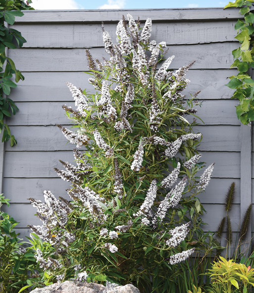 Buddleia 'Butterfly Tower White'