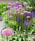 Allium 'New York'