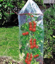 Tomaten-Reifehaube