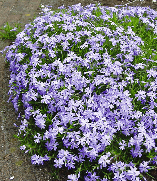 Blauer Teppich-Phlox 50 Stk.