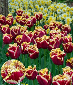 Crispa-Tulpe 'Mercure'