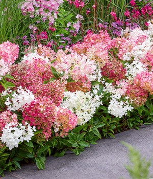 Niedrige Hortensie 'Groundbreaker®'