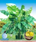 Winterharte Banane 'grün'
