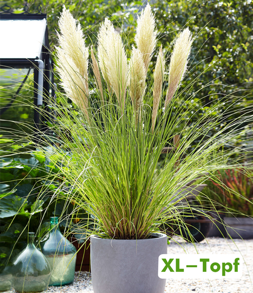 Weißes Pampasgras im 14 cm XL-Topf