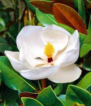 Magnolie 'Grandiflora'