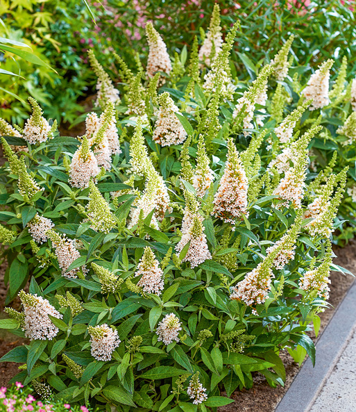 Buddleia-Mix 'Butterfly Candy®'