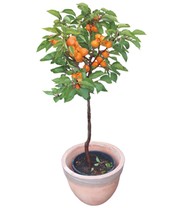 Aprikose 'Compacta Super Compact®'