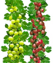 Säulen-Stachelbeeren Kollektion
