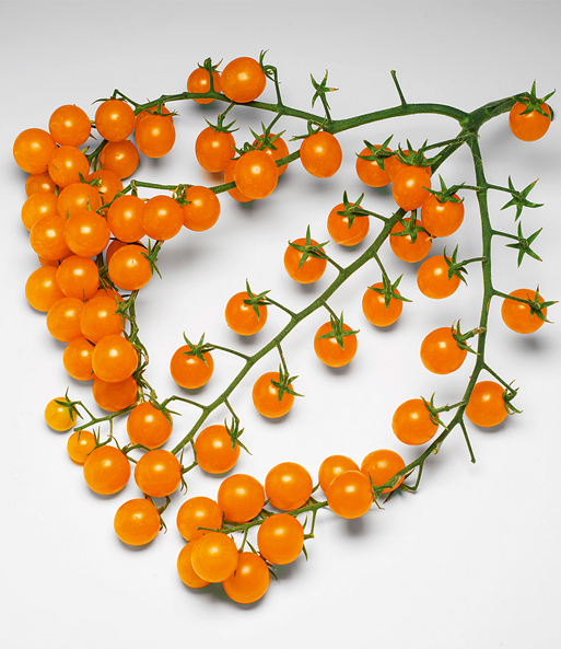 Snack-Tomate 'Perlino gelb'