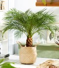 Zwergdattelpalme Phoenix roebelinii