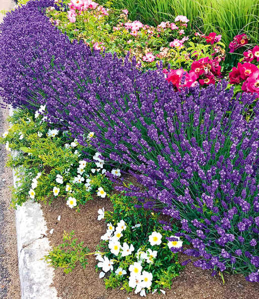 Staudenbeet 'Blooms for Months'