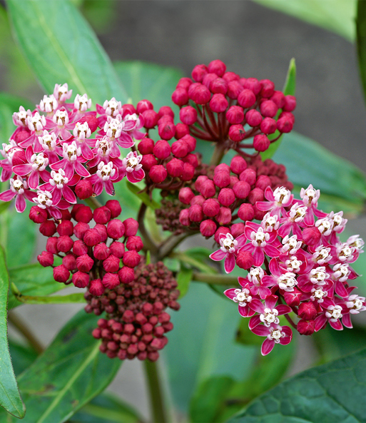 Nahaufnahme der rosa-weißen Blüten der Asclepias „Soulmate“. Einige der roten Knospen haben sich noch nicht geöffnet.