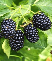 Säulen-Brombeere Navaho® 'Big&Early'