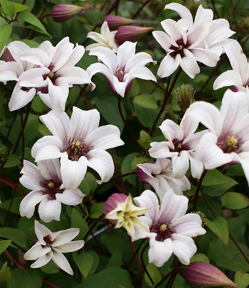 Tulpen-Clematis 'Princess Kate®', im 2-Liter Topf