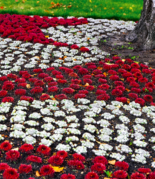 Sempervivum 'Arctic White® & Coral Red®'