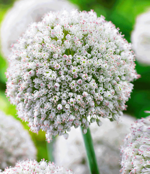 Allium 'White Cloud'