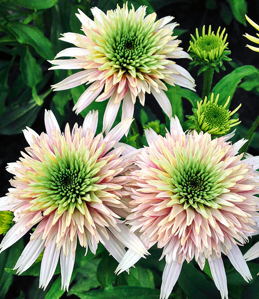 Echinacea 'Cherry Fluff'