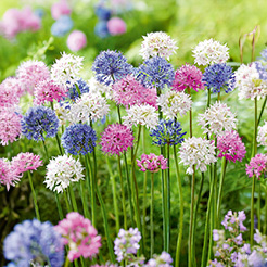 Allium/Zierlauch