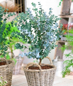 Winterharter Eukalyptus 'Azura®' im 2-Liter XXL-Topf