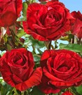 Edel-Rose 'Red Intuition®'