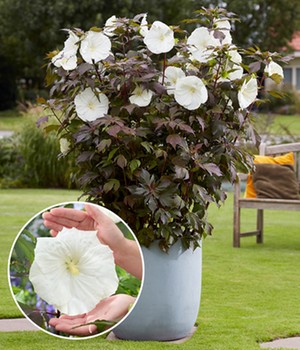 Hibiskus 'Carousel Ghost'