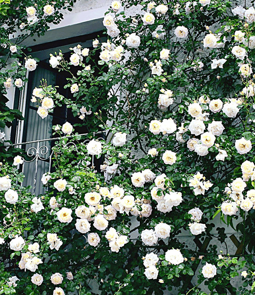 Rambler-Rose 'Alberic Barbier'