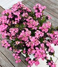 Zwerg-Hortensie 'Daredevil'