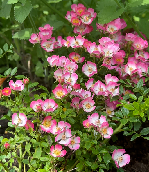 Link zum YouTube Video 9959_Alpin-Rose 'Cutie Pie®'