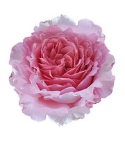 Kletter-Rose 'Bienvenue®'