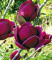 Magnolien-Sortiment zum Vorteilspreis