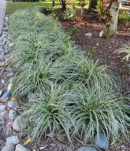 Hängendes Gras 'Feather Falls®'