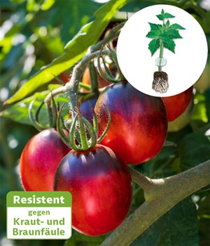 Veredelte Cocktail-Tomate 'Black Moon' F1