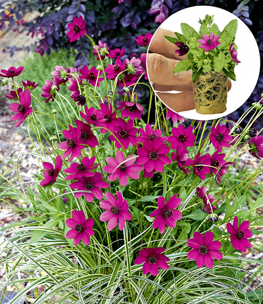 Cosmos 'Cherry Chocolate'