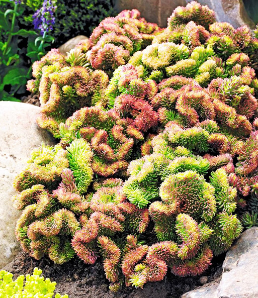Korallen-Sedum