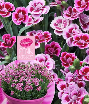 Stauden-Nelke 'Pink Kisses®'