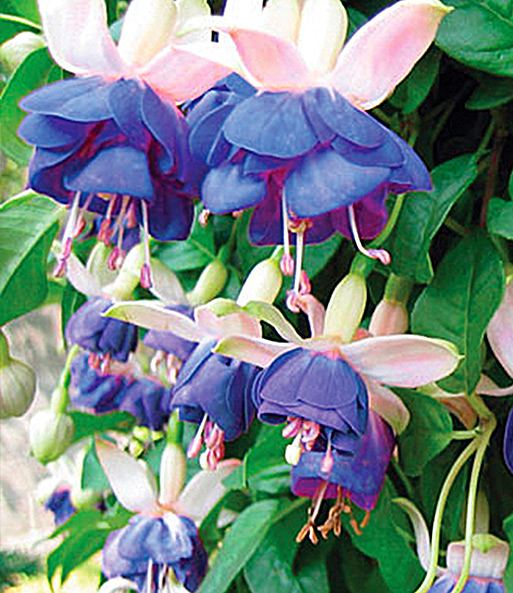 Winterharte Fuchsie 'Blue Sarah'