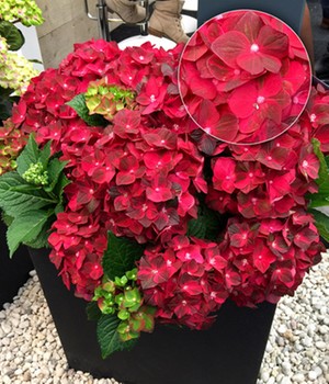Freiland-Hortensie 'Ruby Tuesday®' 12 cm Topf