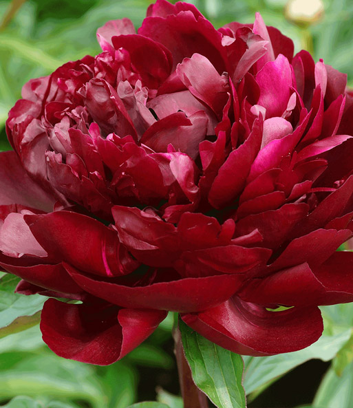 Päonie 'Armani'