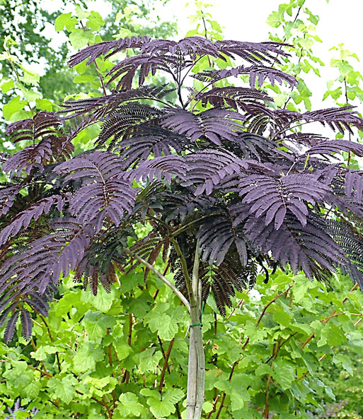 Albizia 'Summer Chocolate®'
