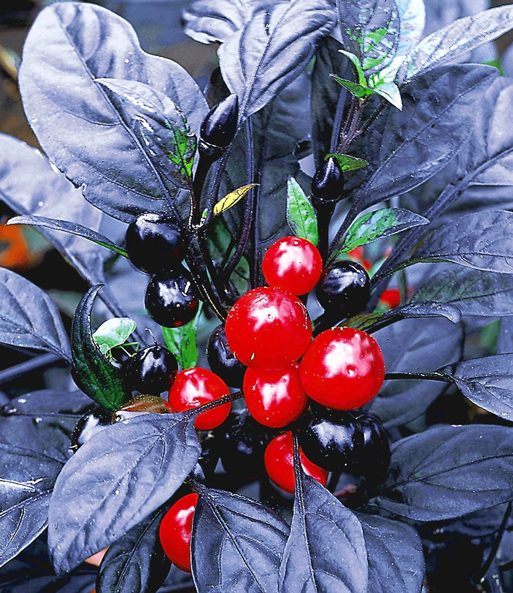 'Pfeffer'-Pflanze 'Black Pearl'