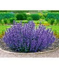 Nepeta 'Cat's Pajamas'