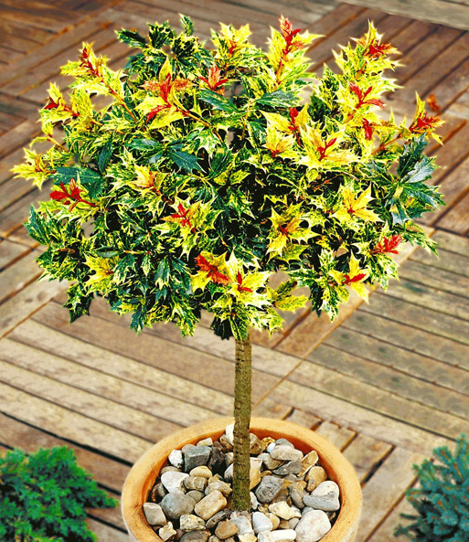 Osmanthus-Stämmchen