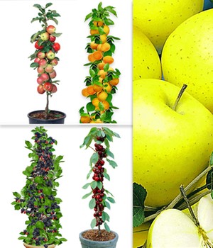 Obst für Balkon & Terrasse
