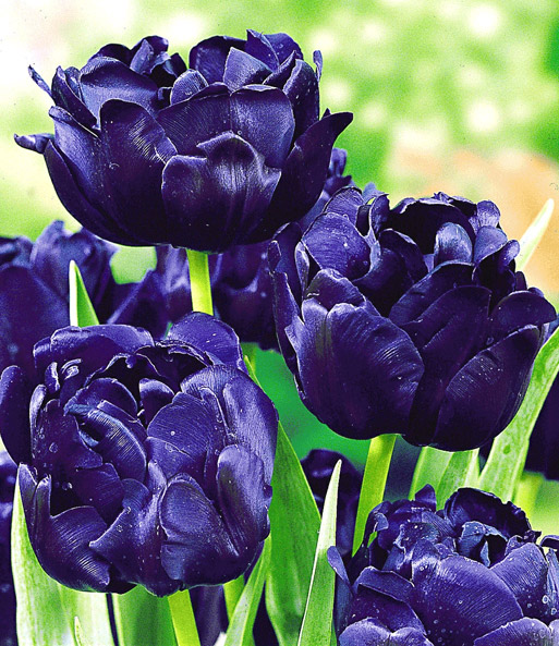 Tulpe 'Blue Diamond'