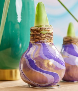 XL Wachs-Amaryllis 'Swirl' purple